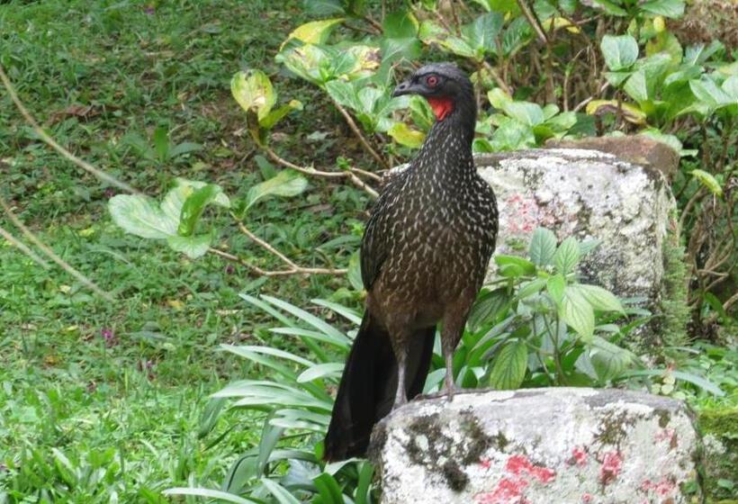 디럭스 스위트, Villa Violeta