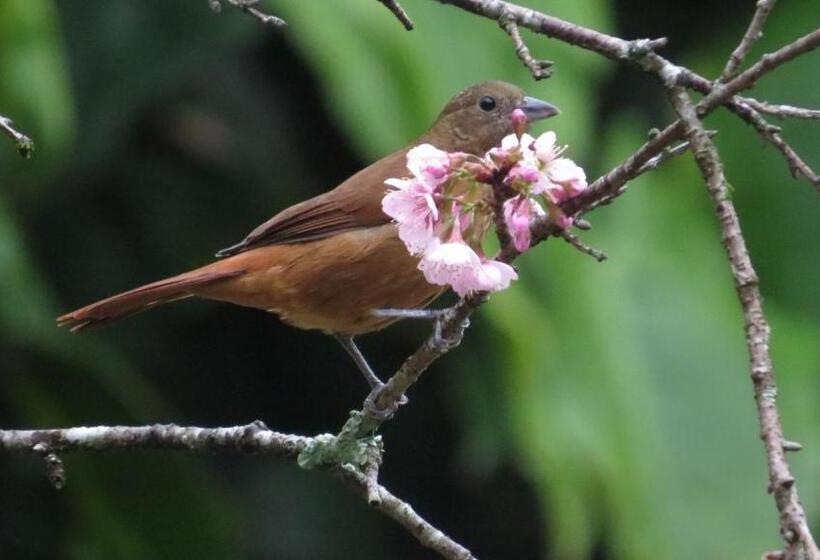 디럭스 스위트, Villa Violeta