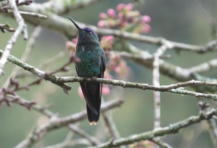 디럭스 스위트, Villa Violeta