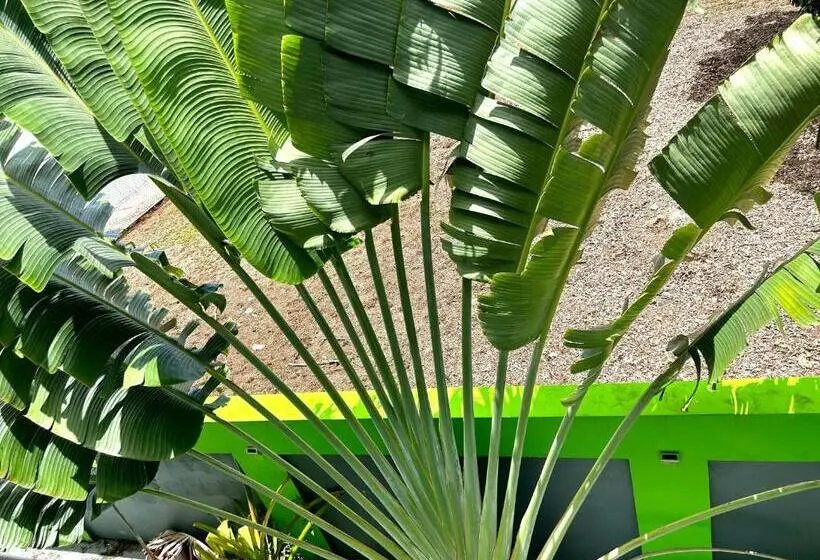 اتاق استاندارد چهارنفره با سرویس بهداشتی مشترک, Vieques Good Vibe Guest House