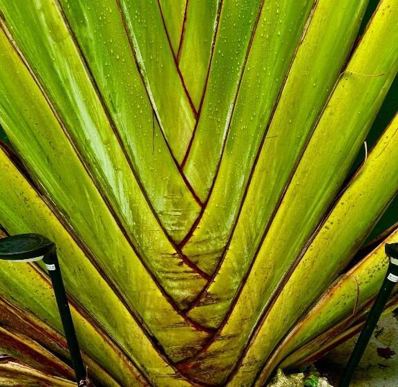 اتاق استاندارد چهارنفره با سرویس بهداشتی مشترک, Vieques Good Vibe Guest House