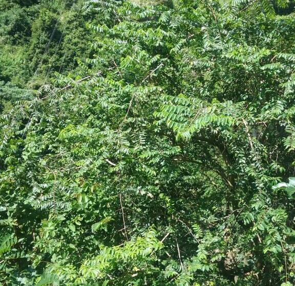 Номер Стандарт Вид на Горы, Jungle Face Inn