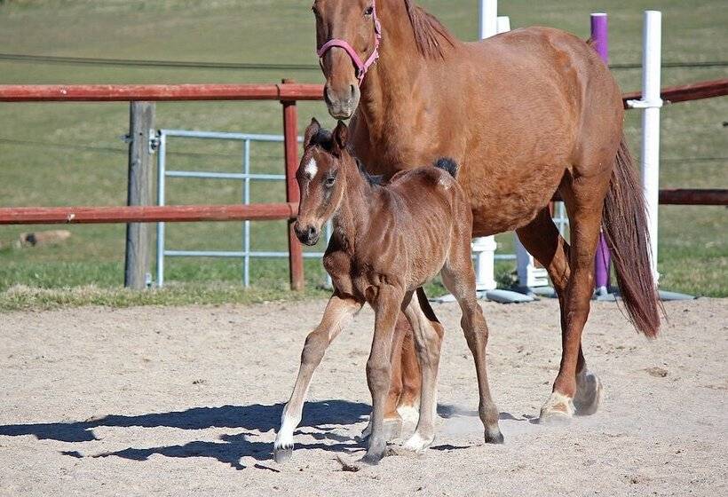 Четырехместный Номер Стандарт, Toric Farmlodge