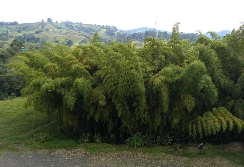 标准间, La Traviata