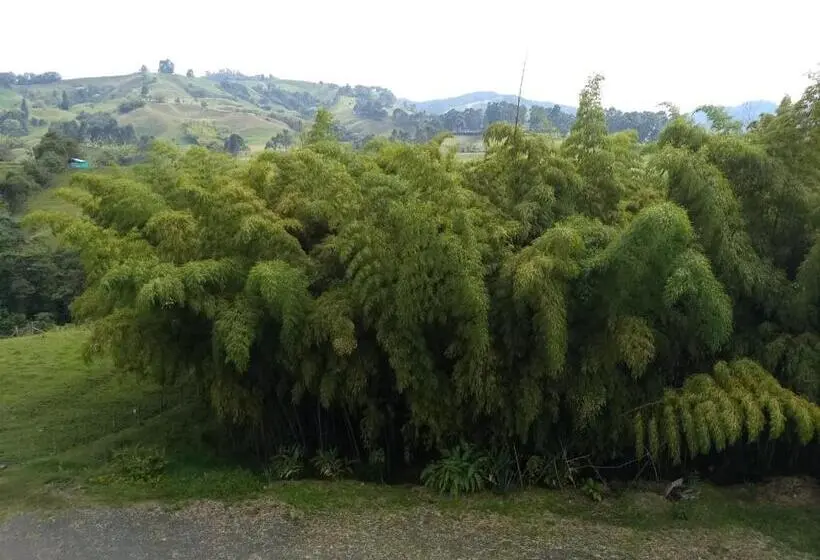 庭の見えるジュニアスイート, La Traviata
