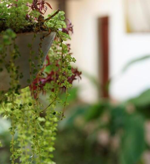 Кровать в Общей Комнате, Kitara House Backpackers Hostel