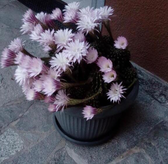 חדר דלוקס, Le3stanze