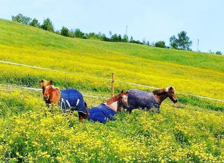 إستوديو قياسى, Relais Cà Del Rio