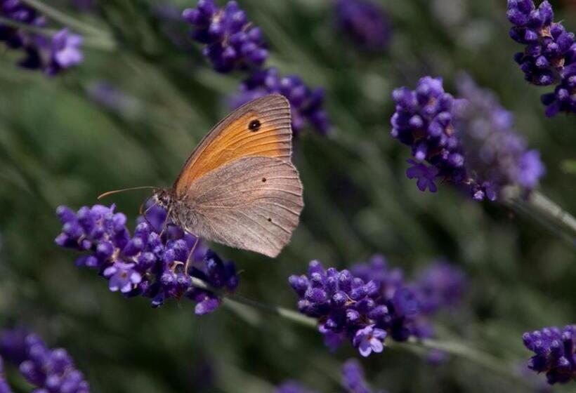 Вилла 1 Спальня, Villa Montecastello