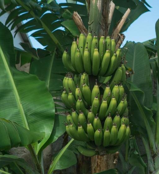 스탠다드 룸, Hostal Y Cabañas Aorangi