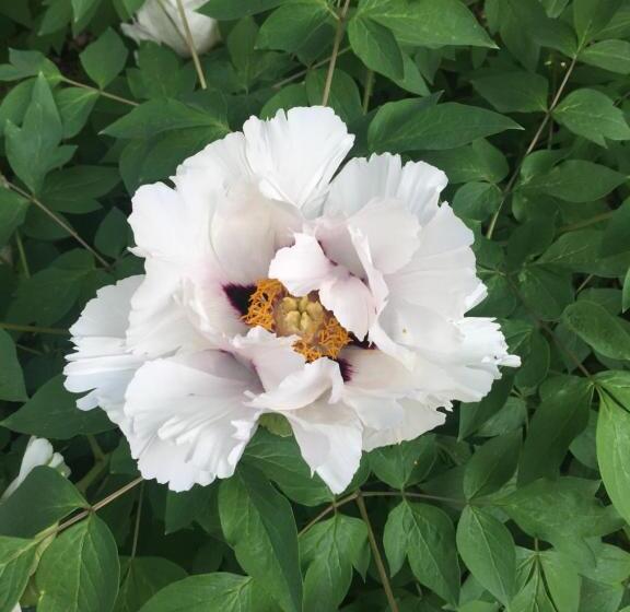 اتاق اکونومی, Liubava