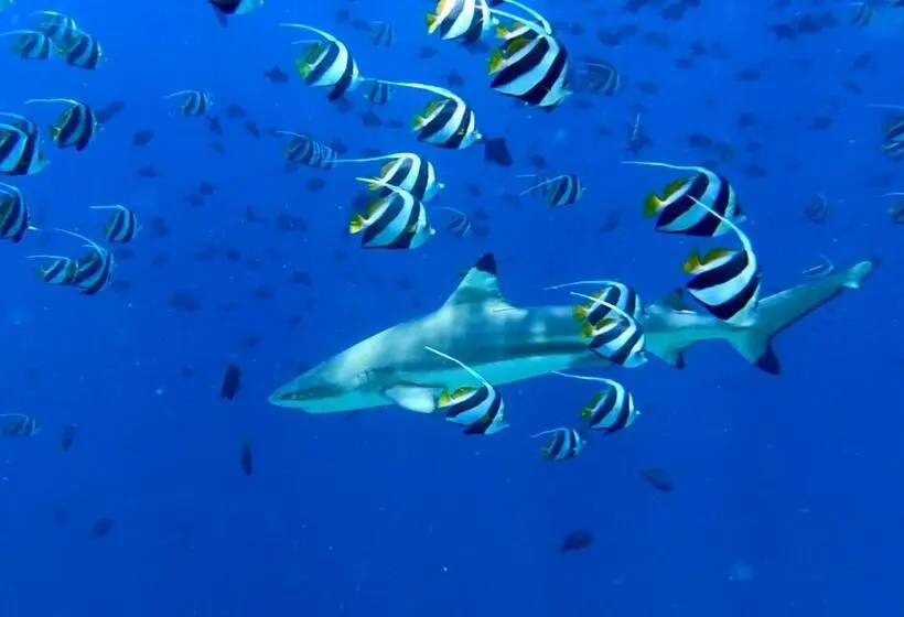اتاق اکونومی, Villa Kudì Maldives Guest House Thulusdhoo