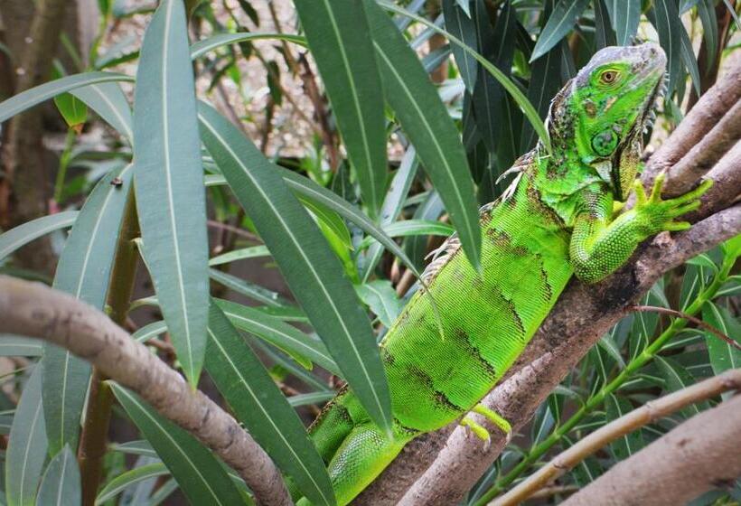 침실 1개 아파트, Casa Del Rai