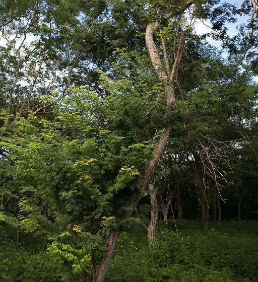 침실 1개 디럭스 아파트, Tamarindo Sunshine