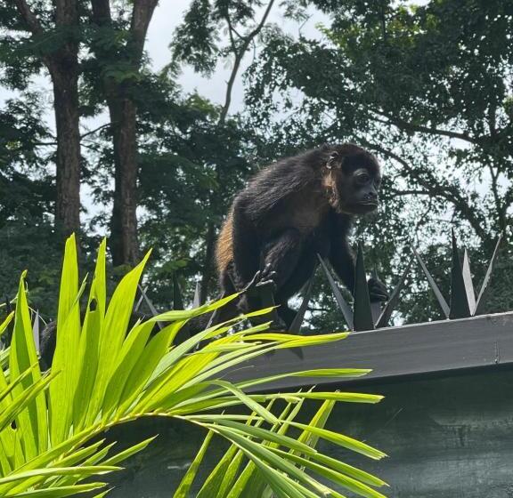 침실 1개 발코니 아파트, Tamarindo Sunshine
