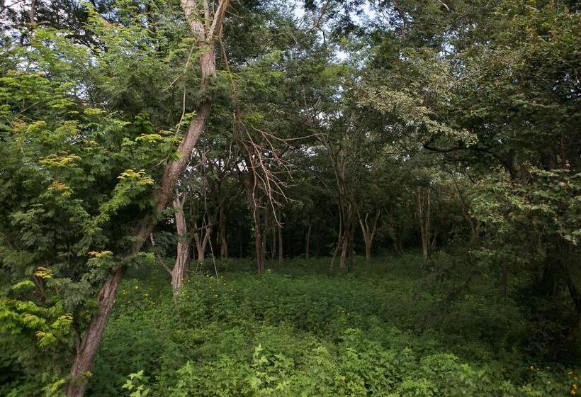 수피리어 스위트, Tamarindo Sunshine