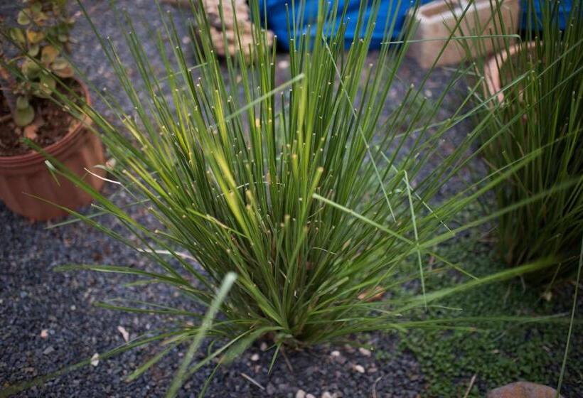 침실 1개 발코니 아파트, Tamarindo Sunshine