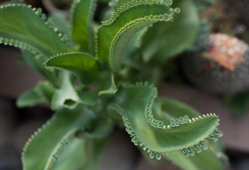 침실 1개 발코니 아파트, Tamarindo Sunshine