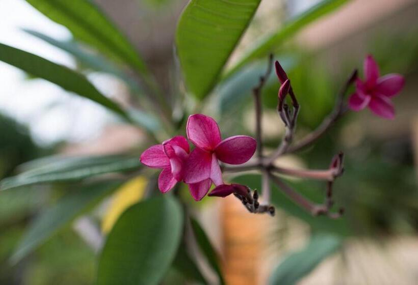 디럭스 스위트 킹 침대, Tamarindo Sunshine