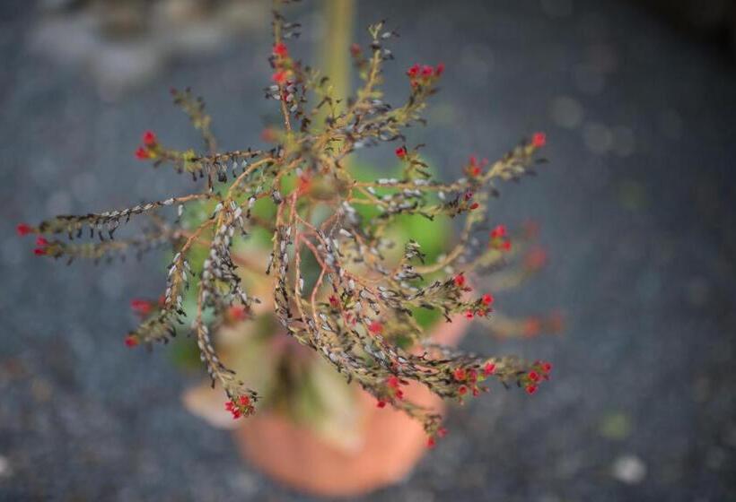 디럭스 스위트 킹 침대, Tamarindo Sunshine