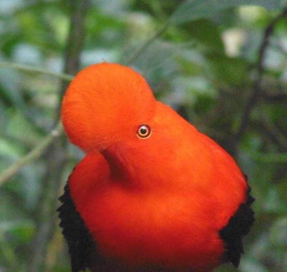 اتاق خانوادگی, Jardín Es Tuyo