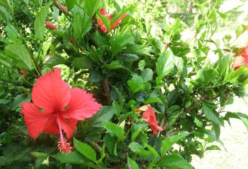 اتاق استاندارد سه نفره, Fred Hunter Villa