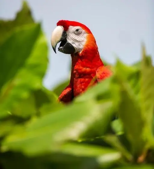3ベッドルームアパートメント, Hrg Condos At Los Suenos