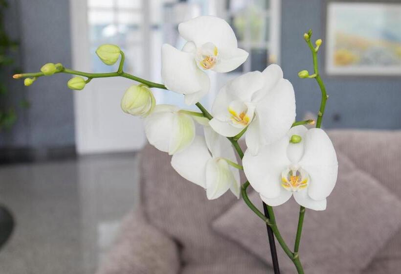 جناح, Adrián Hoteles Colón Guanahaní Adultos Only