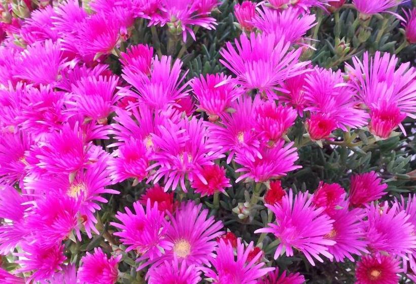 חדר משפחתי נוף לבריכה, Cormoran