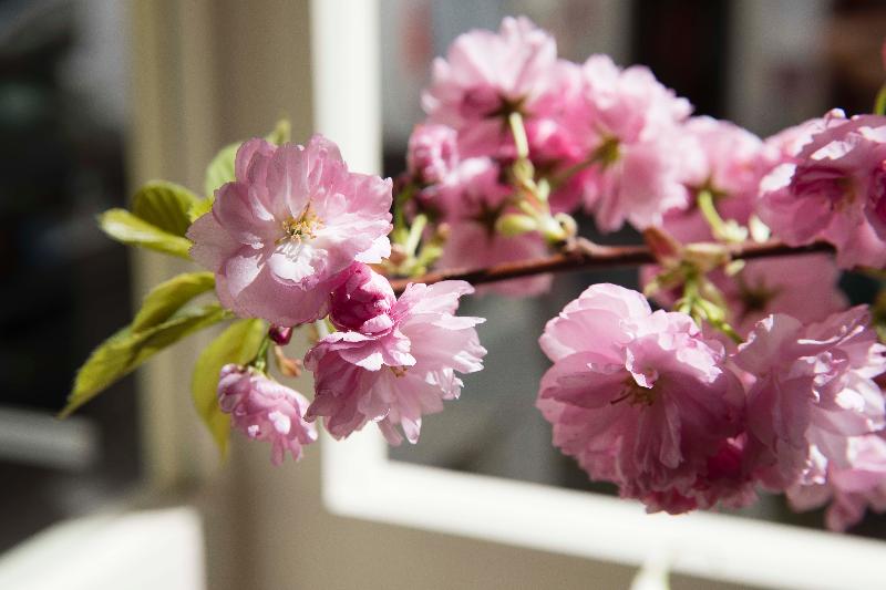 Superior Oda, Vignon