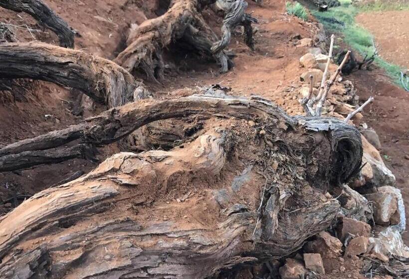 Семейный Номер, Rural Rugama