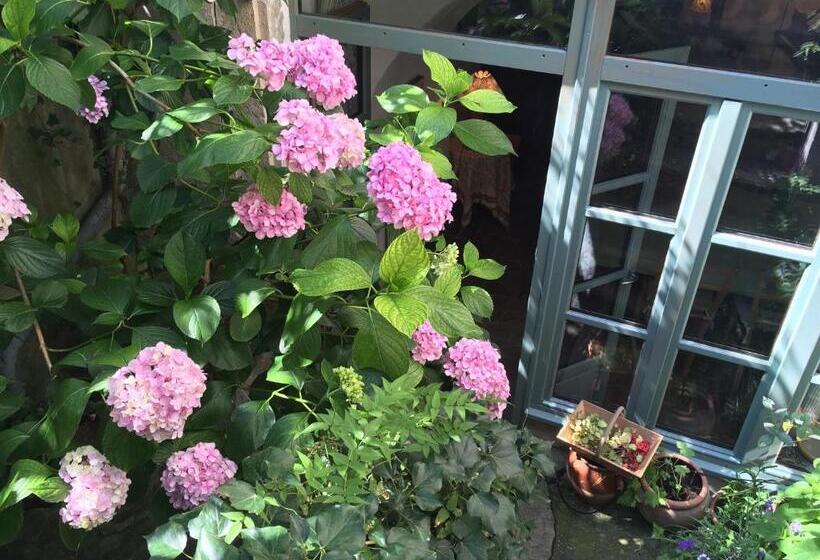 Номер Стандарт, Les Asphodeles