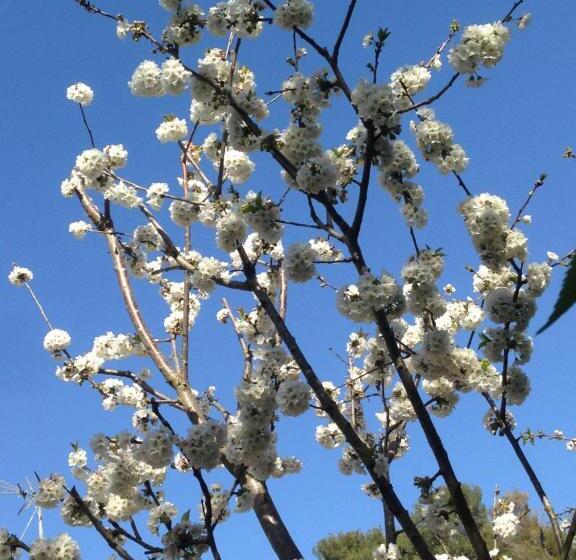 סוויטה עם ג'קוזי, Studio Romantique Jacuzzi Ou Spa Balneo Privatif Et Jardin Au Temps Des Cerises La Ciotat