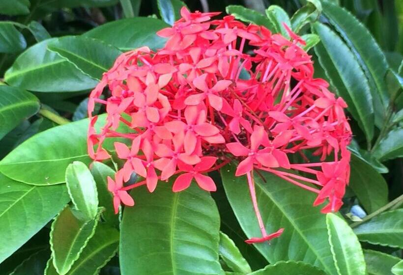 Номер Стандарт с Балконом, Hilo Bay Oceanfront Bed And Breakfast