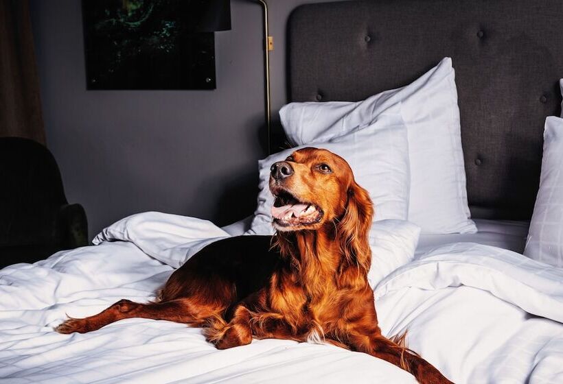 スタンダードルーム, L Sodra Berget