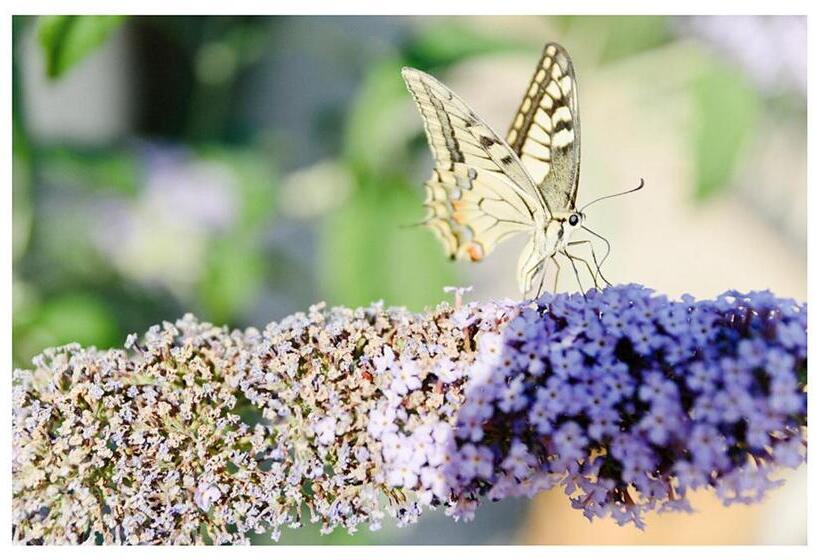 スタンダードスタジオ, Agriturismo Monte Cologna