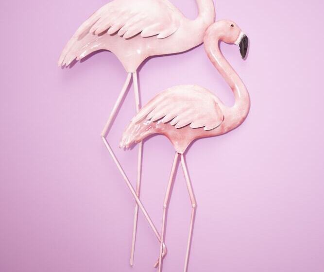 スタンダードルーム, Violetta