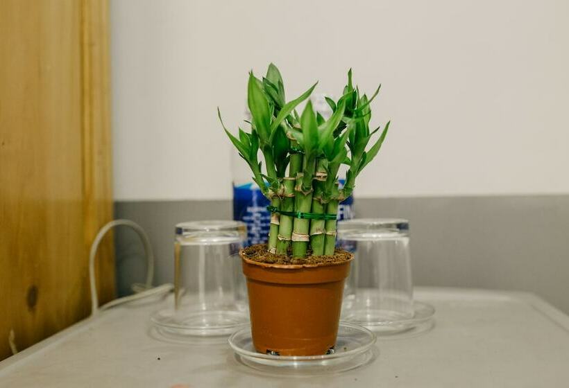 اتاق استاندارد چهارنفره با سرویس بهداشتی مشترک, Levit'ss