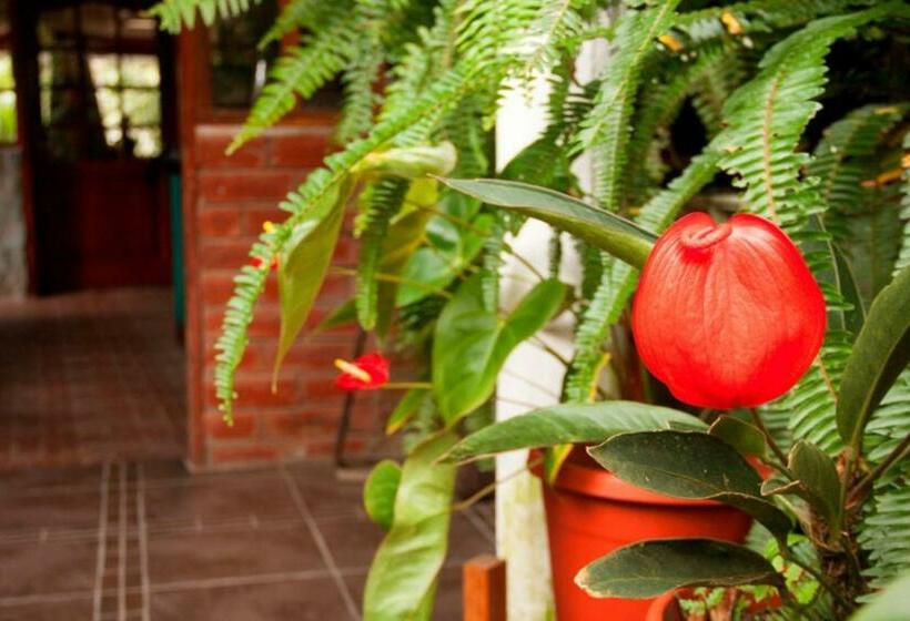 ファミリールーム, El Pedron