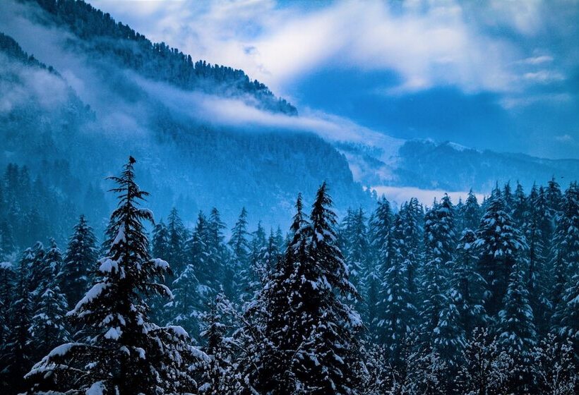 تختخواب در اتاق مشترک, Alt Life Manali