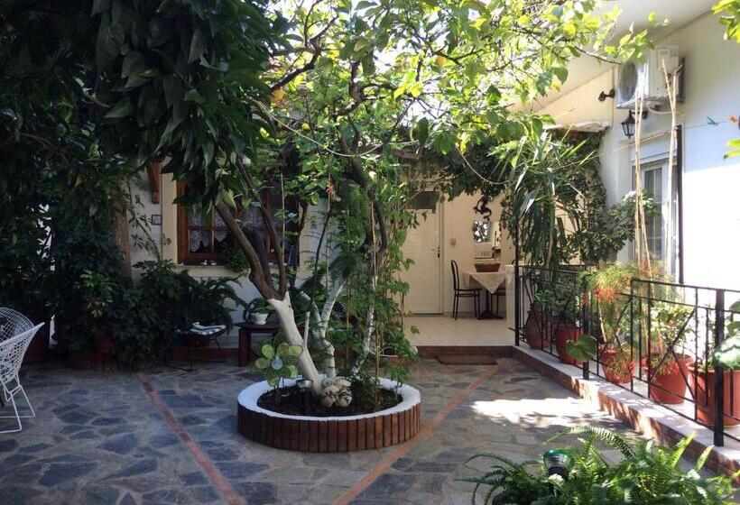 استودیوی استاندارد, Studios Nopi Zoi