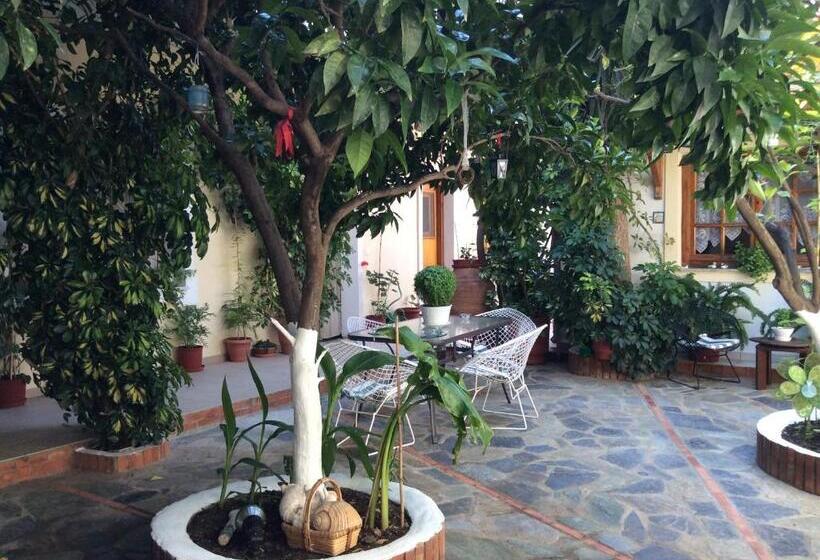 استودیوی استاندارد, Studios Nopi Zoi