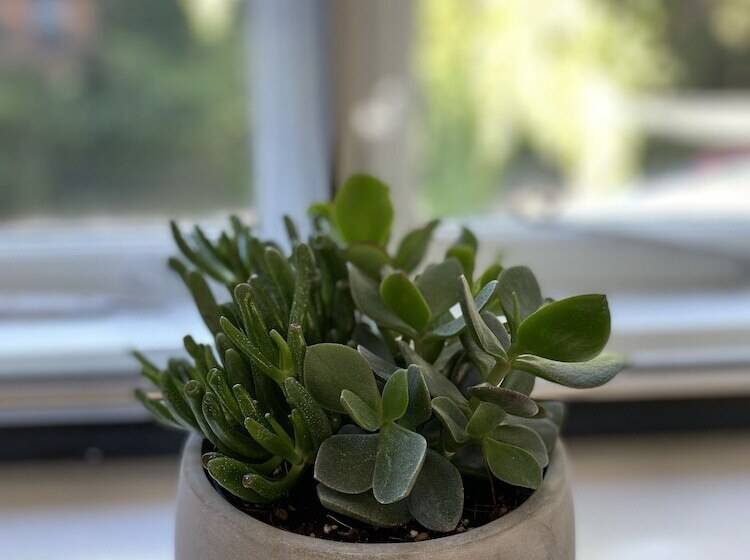 Standardrum, Copperbeech B&b