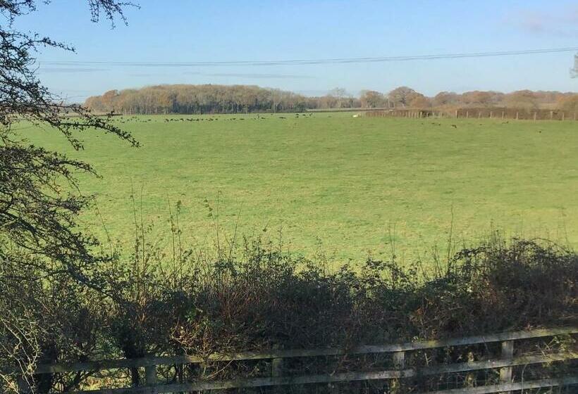 豪华房间, The Dog & Crook