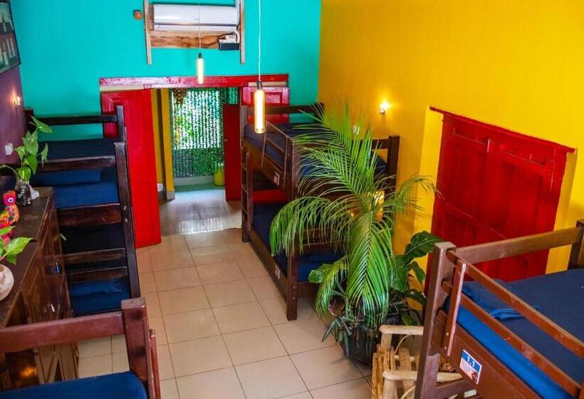 تختخواب در اتاق مشترک, Los Amigos Hostel
