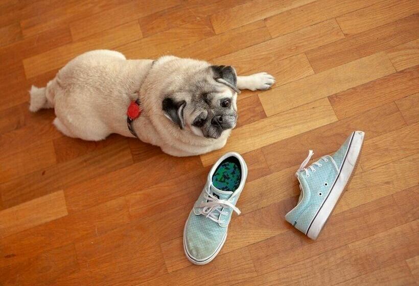 آپارتمان 1 خوابه, Aparthotel Campus