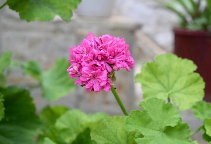 Номер Стандарт, Tzavelitiko Home