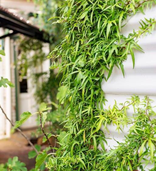 スイート, Karribank