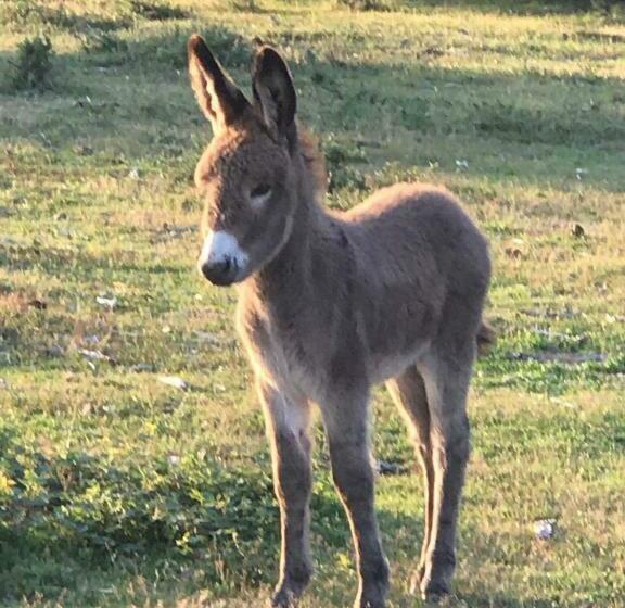 小室, Cypress Log Cabins Accommodation