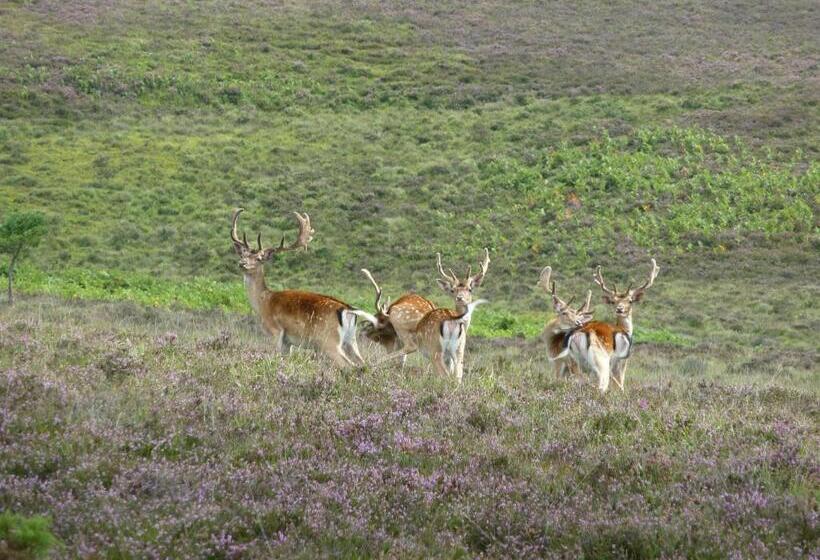 标准间带露台, Cypress Log Cabins Accommodation